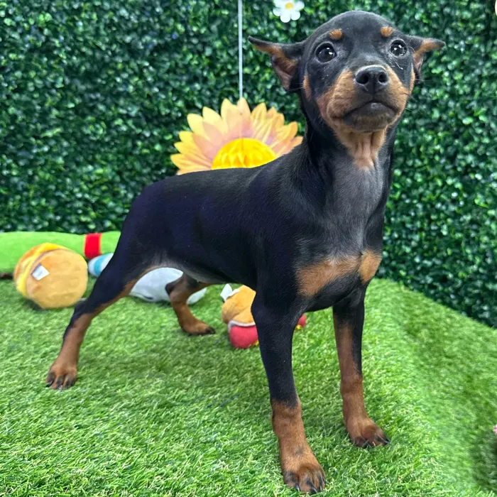 Female Min Pin puppy named Brittany for sale at Puppy Dreams - Missouri City.