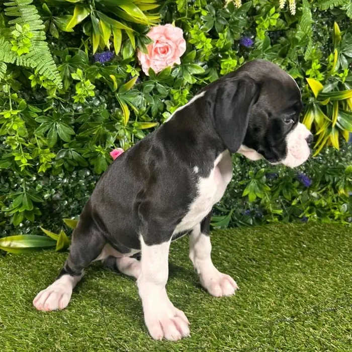 Female Boxer puppy named Poppy for sale at Puppy Dreams - Katy.
