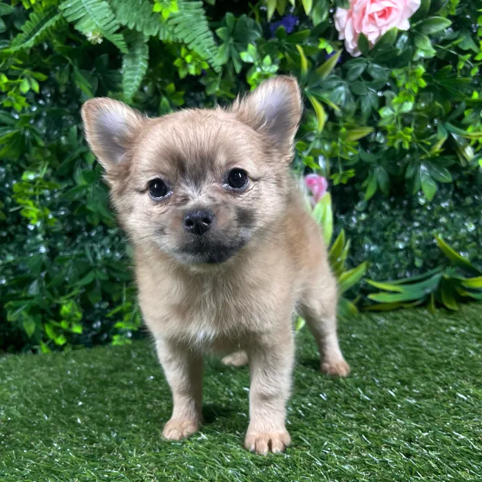Female Pomchi puppy named Marina for sale at Puppy Dreams - Katy.