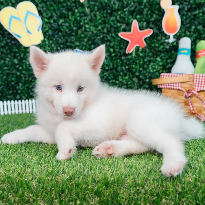 Male Pomsky puppy named Everest for sale at Puppy Dreams - Missouri City.