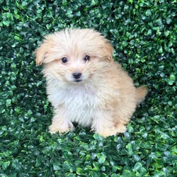car_main_img_/media/ap_media/pets/JPGJLXUJZFIQ141460.webp.250x250_q85.webp