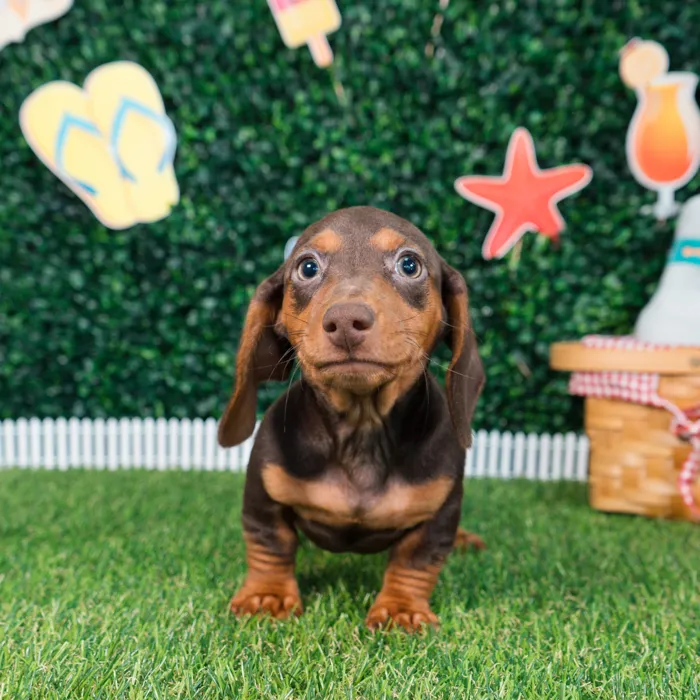 Male Dachshund puppy named Kona for sale at Puppy Dreams - Missouri City.