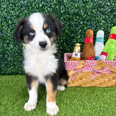 Female Mini Aussie puppy named Maze for sale at Puppy Dreams - Missouri City.