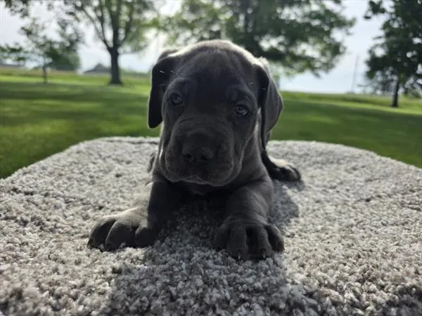Male Cane Corso puppy for sale at Puppy Dreams - Missouri City.