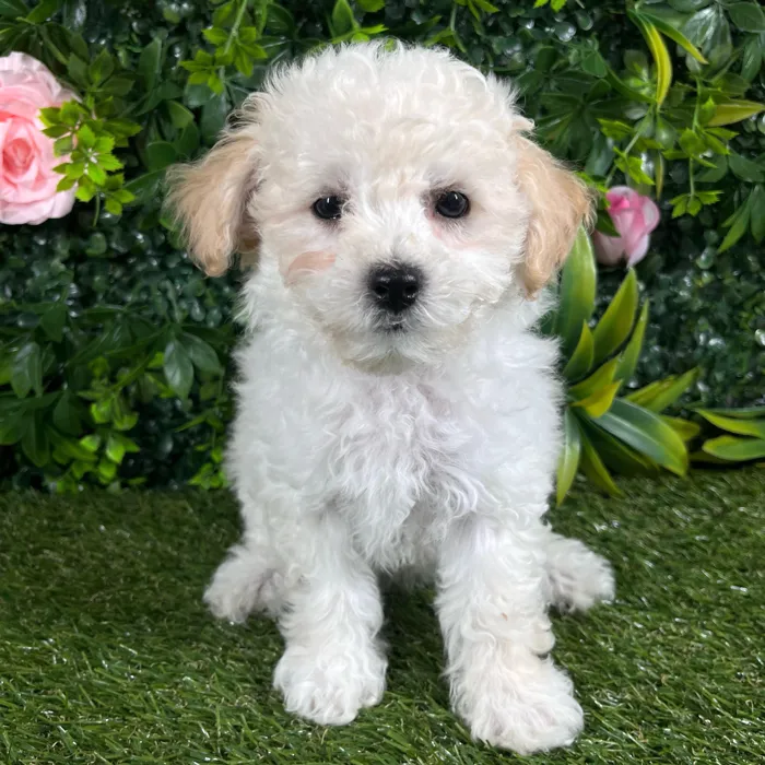 Female Bichon-Poodle puppy named Vega for sale at Puppy Dreams - Katy.