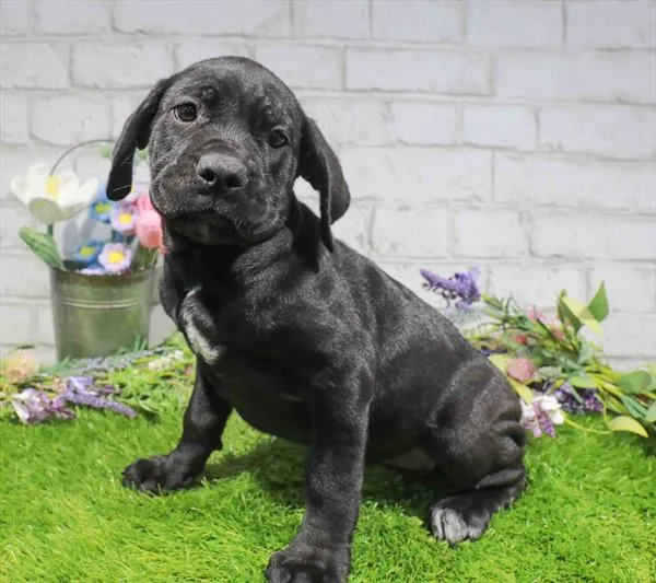 Female Cane Corso puppy for sale at Puppy Dreams - Missouri City.