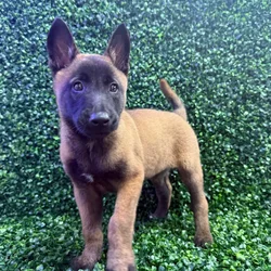 Male Belgian Malinois puppy named Espresso for sale at Puppy Dreams - Missouri City.