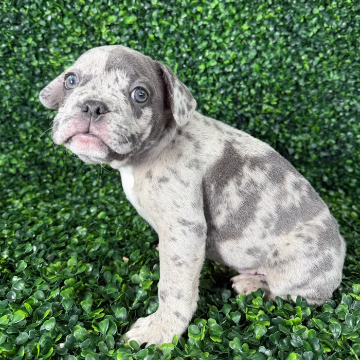 Male French Bulldog puppy named Chicken for sale at Puppy Dreams - Missouri City.