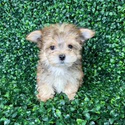 car_main_img_/media/ap_media/pets/KGMRCTPZERES136188.webp.250x250_q85.webp