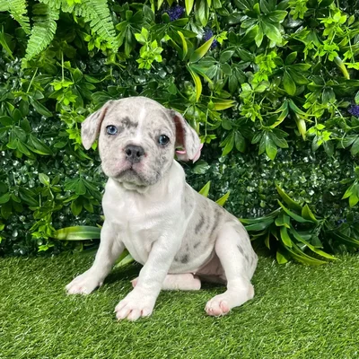 Female French Bulldog puppy named Lizzy for sale at Puppy Dreams - Katy.