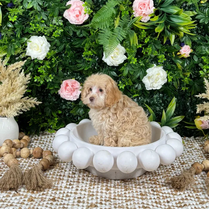 Female Cockapoo puppy named Cali for sale at Puppy Dreams - Katy.