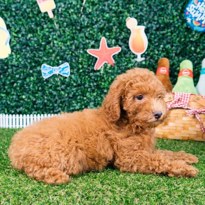 Male Mini Poodle puppy named Oscar for sale at Puppy Dreams - Missouri City.