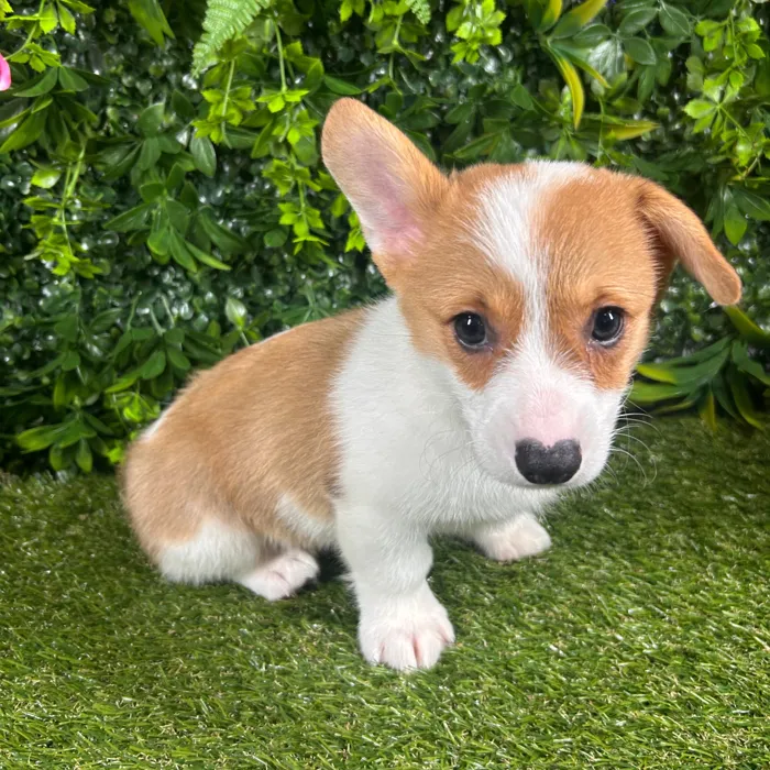 Male Pembroke Welsh Corgi puppy for sale at Puppy Dreams - Katy.