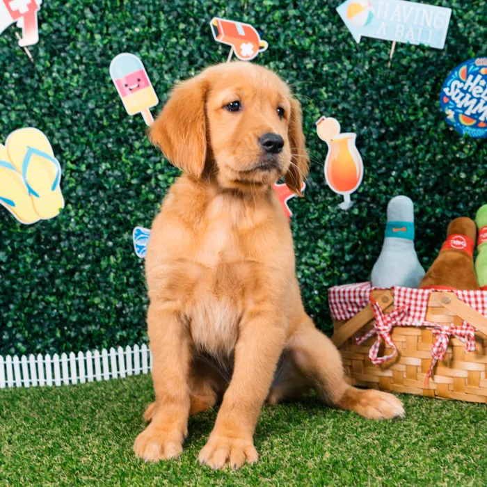 Female Golden Retriever puppy named Peach for sale at Puppy Dreams - Missouri City.