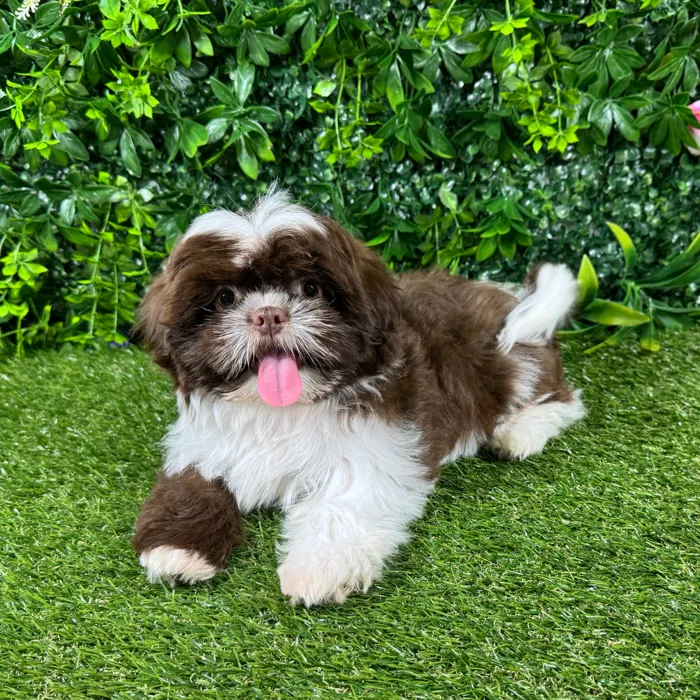Female Shih Tzu puppy named Ginger for sale at Puppy Dreams - Katy.