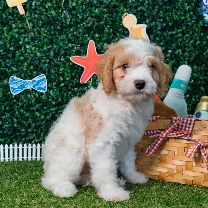 Male Cavachon puppy named Gus for sale at Puppy Dreams - Missouri City.