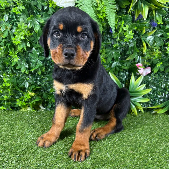 Female Rottweiler puppy named Kona for sale at Puppy Dreams - Katy.
