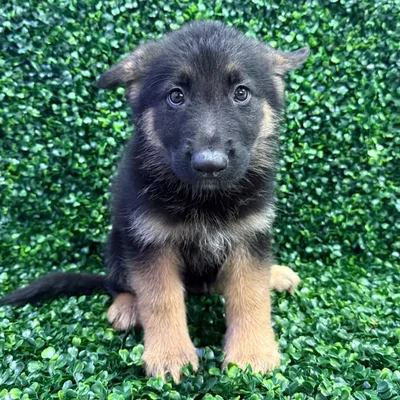 Male German Shepherd puppy named Tuna for sale at Puppy Dreams - Missouri City.