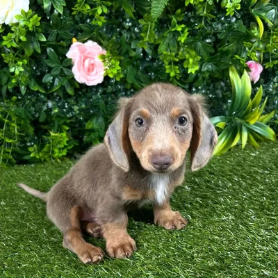Male Dachshund puppy named Alfie for sale at Puppy Dreams - Katy.