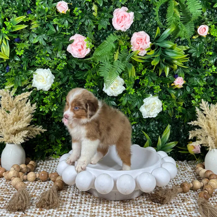 Male Mini Aussie puppy named Koda for sale at Puppy Dreams - Katy.