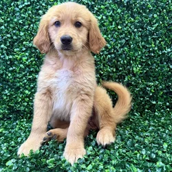 Female Golden Retriever puppy named Pickles for sale at Puppy Dreams - Missouri City.
