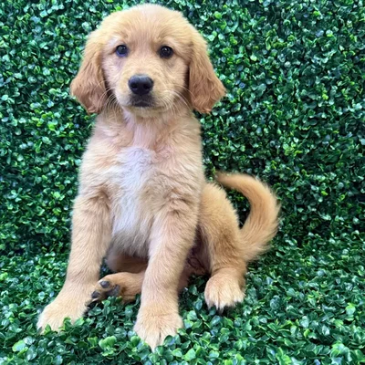 Female Golden Retriever puppy named Pickles for sale at Puppy Dreams - Missouri City.