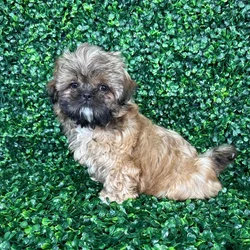 car_main_img_/media/ap_media/pets/KWEKMSPMOBJK125057.webp.250x250_q85.webp