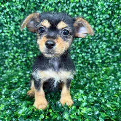 car_main_img_/media/ap_media/pets/KXAMHHSMASPU129062.webp.250x250_q85.webp