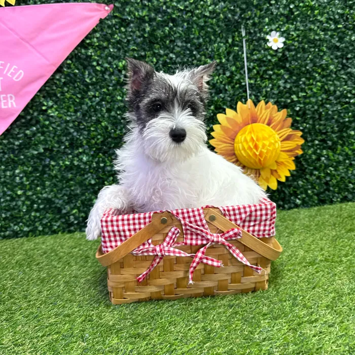 Female Mini Schnauzer puppy named Bloom for sale at Puppy Dreams - Missouri City.