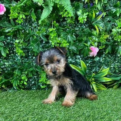 Male Morkie puppy named Dexter for sale at Puppy Dreams - Katy.