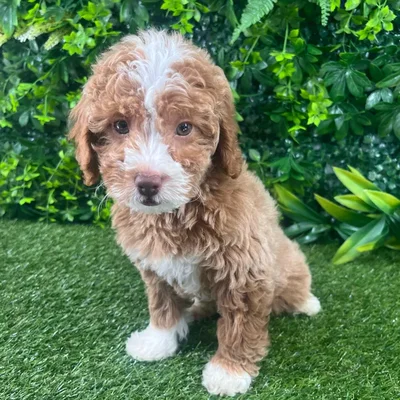 Female Mini Goldendoodle puppy named Minnie for sale at Puppy Dreams - Katy.