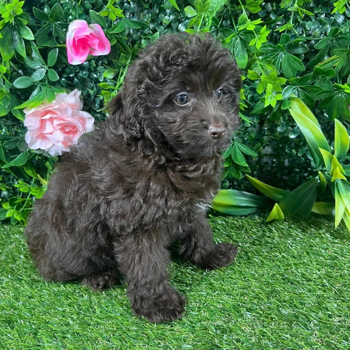 Female Pom-A-Poo puppy named Sunday for sale at Puppy Dreams - Katy.
