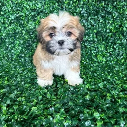 car_main_img_/media/ap_media/pets/LDXDTQPZIGSC130257.webp.250x250_q85.webp