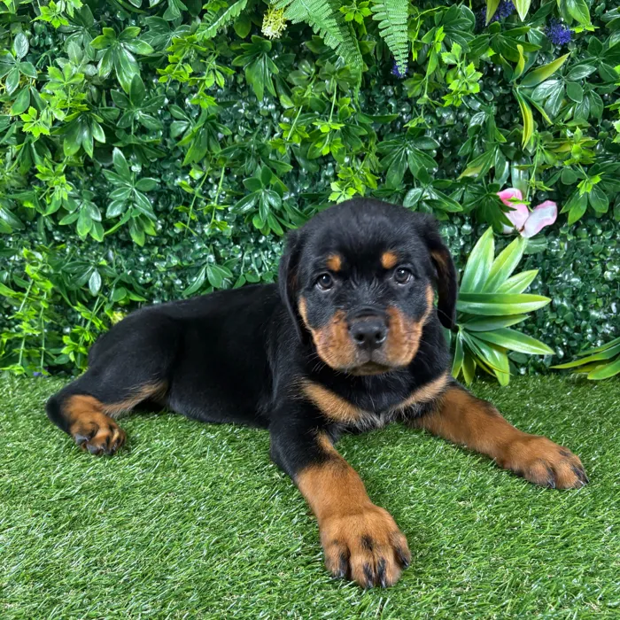 Female Rottweiler puppy named Kona for sale at Puppy Dreams - Katy.