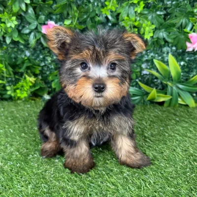 Male Yorkie puppy named Colin for sale at Puppy Dreams - Katy.
