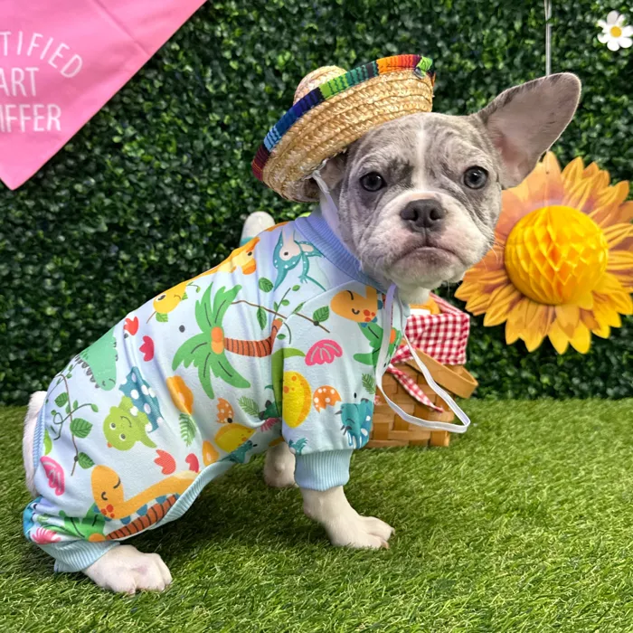 Female French Bulldog puppy named Nugget for sale at Puppy Dreams - Missouri City.