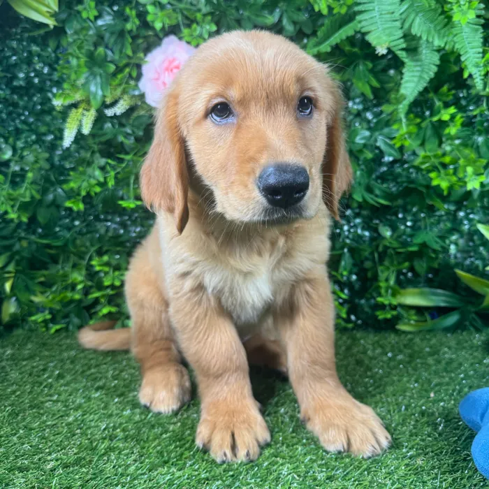 Female Golden Retriever puppy for sale at Puppy Dreams - Katy.