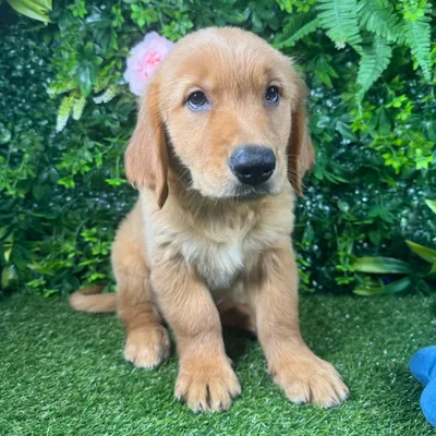 Female Golden Retriever puppy for sale at Puppy Dreams - Katy.