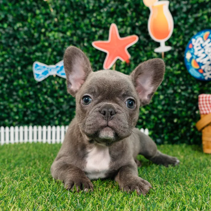 Male French Bulldog puppy named Rhino for sale at Puppy Dreams - Missouri City.