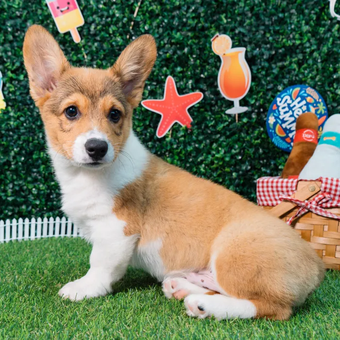 Male Pembroke Welsh Corgi puppy named Sam for sale at Puppy Dreams - Missouri City.