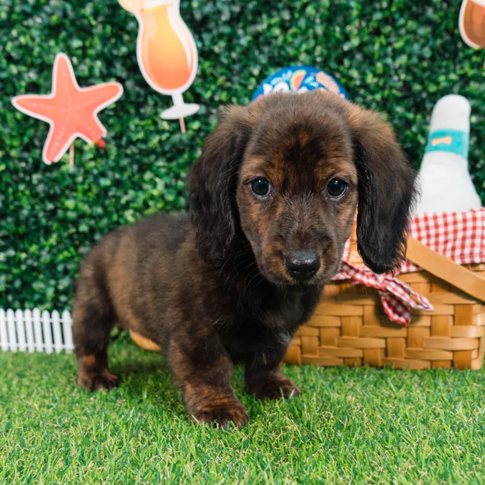 Male Dachshund puppy named Brenden for sale at Puppy Dreams - Missouri City.