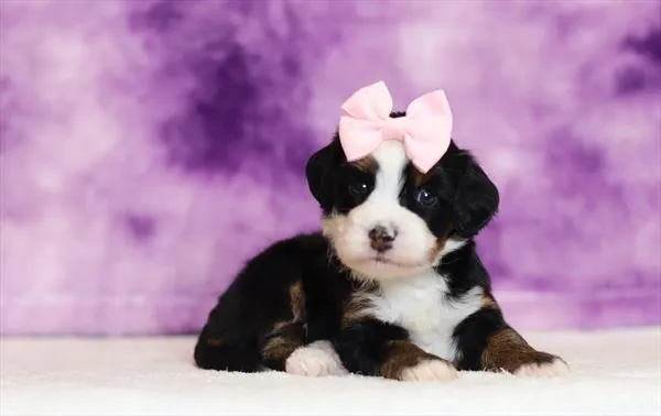 Female Bernedoodle Mini puppy for sale at Puppy Dreams - Missouri City.