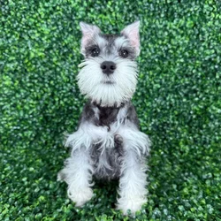 car_main_img_/media/ap_media/pets/LKMIIIYTVCDS133383.webp.250x250_q85.webp