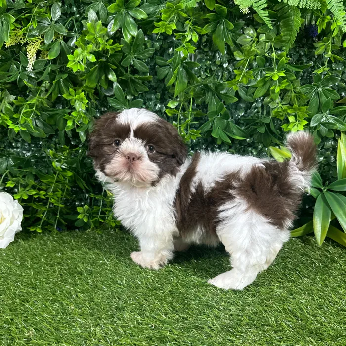 Male Shih Tzu puppy named Beaux for sale at Puppy Dreams - Katy.