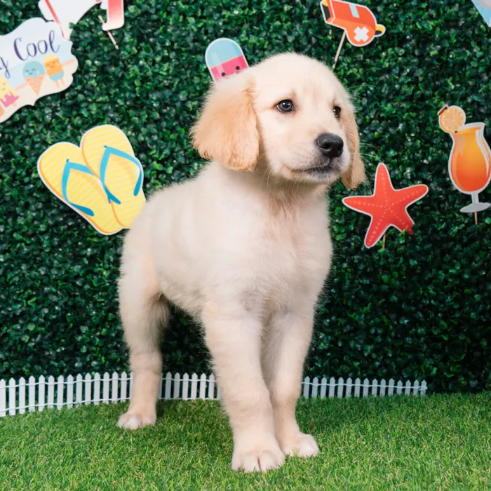 Male Golden Retriever puppy named Buster for sale at Puppy Dreams - Missouri City.