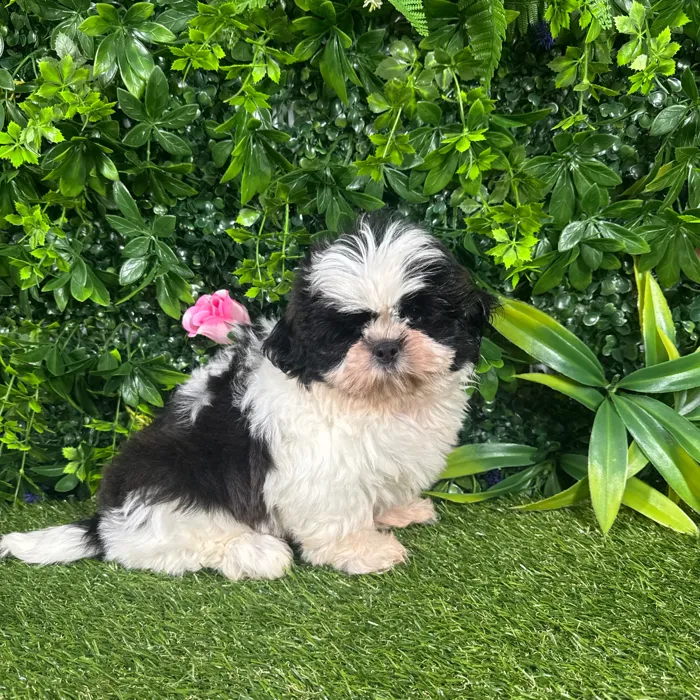 Male Shih Tzu puppy named Chester for sale at Puppy Dreams - Katy.