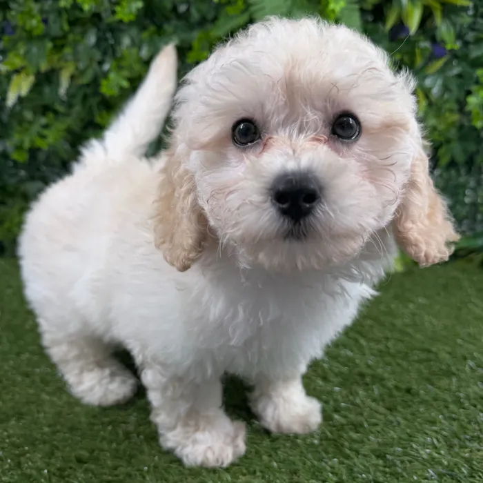 Male Maltipoo puppy named Simba for sale at Puppy Dreams - Katy.