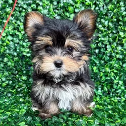 car_main_img_/media/ap_media/pets/LQWRGFEOHVGO363213.webp.250x250_q85.webp