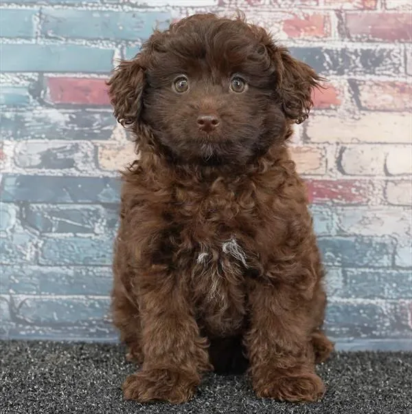 Female Pom-A-Poo puppy for sale at Puppy Dreams - Katy.