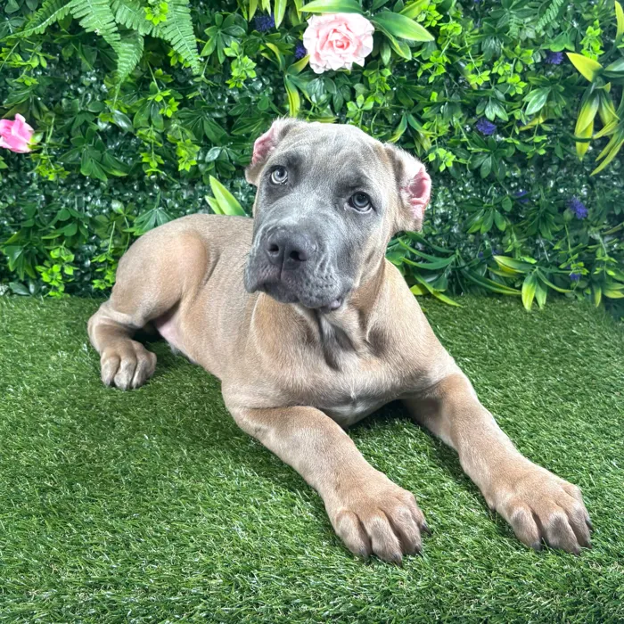 Male Cane Corso puppy named Salvatore for sale at Puppy Dreams - Katy.